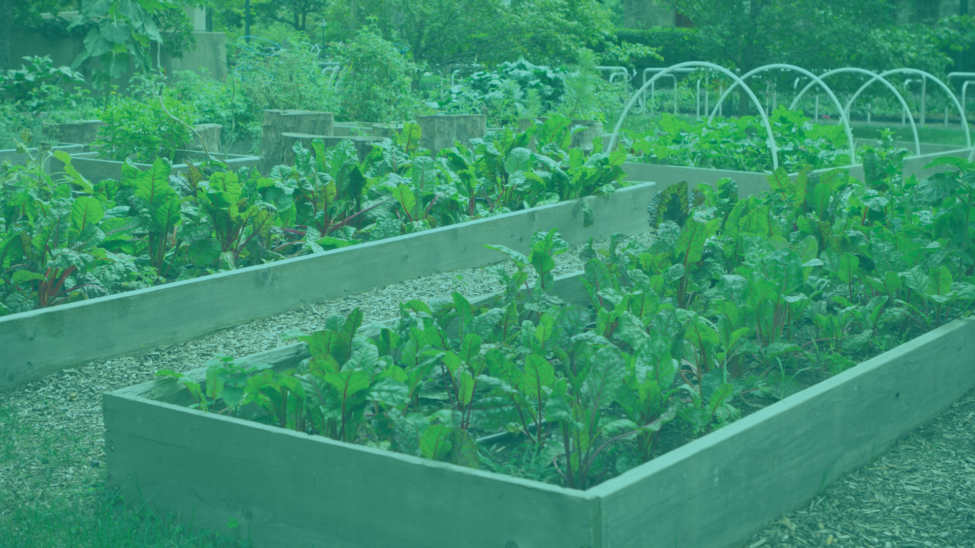 Image of a community garden